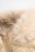 COCCODRILLO jakk OUTERWEAR GIRL KIDS, kuldne, ZC5152108OGK-023-110, 110 cm 