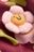 NEXT pusa, AR3381 110-116 cm